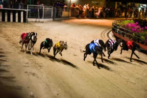 Chinh Phục Game Đua Chó V999 Bí Kíp Đặt Cược Chính Xác Tối Đa 5 Chinh Phục Game Đua Chó V999 Bí Kíp Đặt Cược Chính Xác Tối Đa