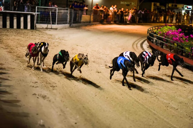 Chinh Phục Game Đua Chó V999 Bí Kíp Đặt Cược Chính Xác Tối Đa 1 Chinh Phục Game Đua Chó V999 Bí Kíp Đặt Cược Chính Xác Tối Đa