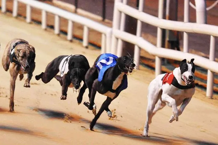 Chinh Phục Game Đua Chó V999 Bí Kíp Đặt Cược Chính Xác Tối Đa 2 Chinh Phục Game Đua Chó V999 Bí Kíp Đặt Cược Chính Xác Tối Đa