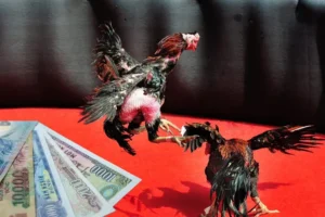 Bậc Thầy Đá Gà Sabong V999 Khám Phá Bí Kíp Cược Đâu Thắng Đó 3 Bậc Thầy Đá Gà Sabong V999 Khám Phá Bí Kíp Cược Đâu Thắng Đó